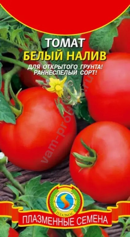 Рассада помидор