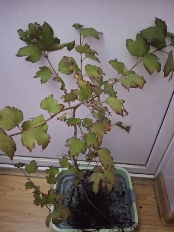 Калина Бульдонеж