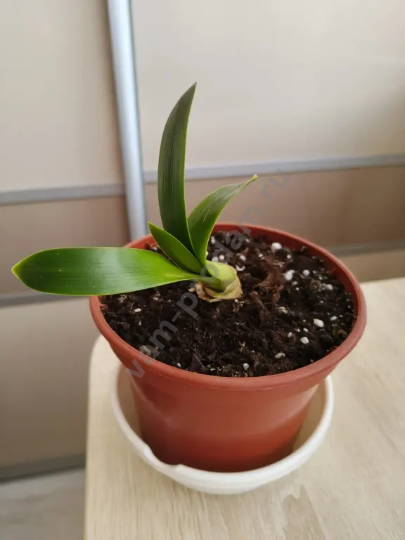 Кливия оранжевая (детка)