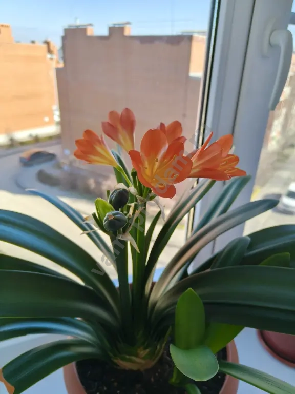 Кливия оранжевая (детка)