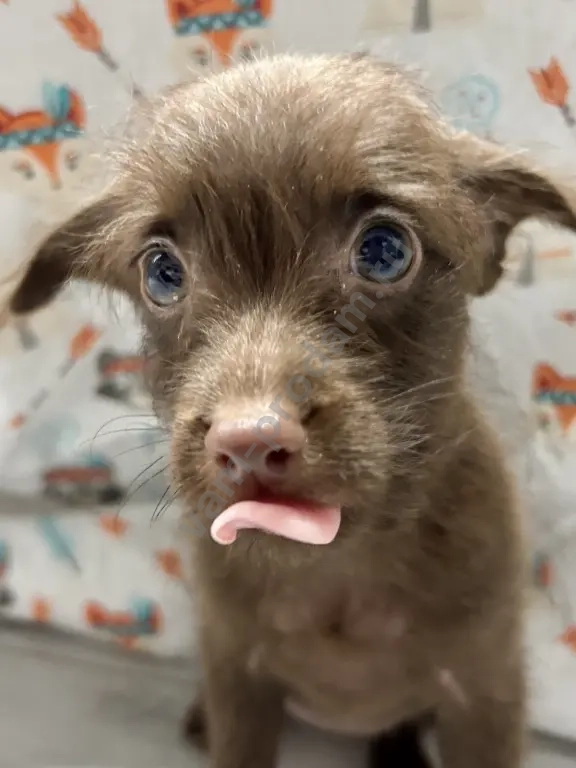 щенки той терьер