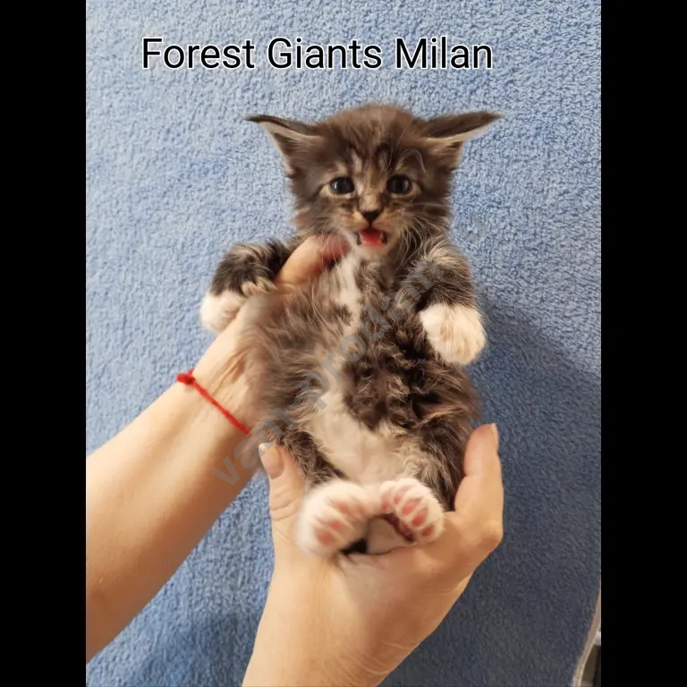 котята мейн-кун полидакт