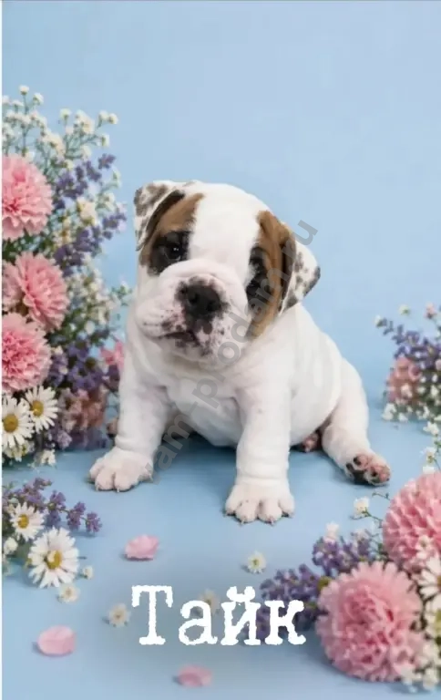 английский бульдог