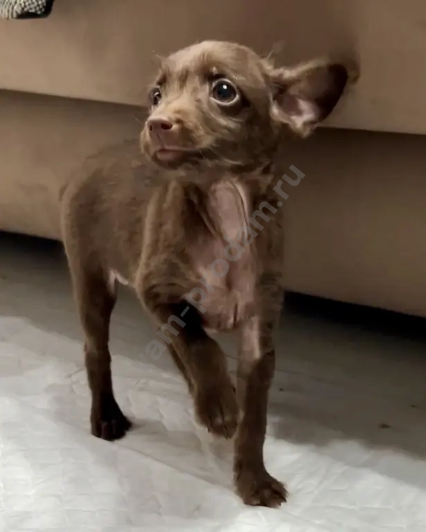 щенки той терьер