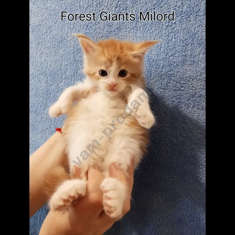 котята мейн-кун полидакт