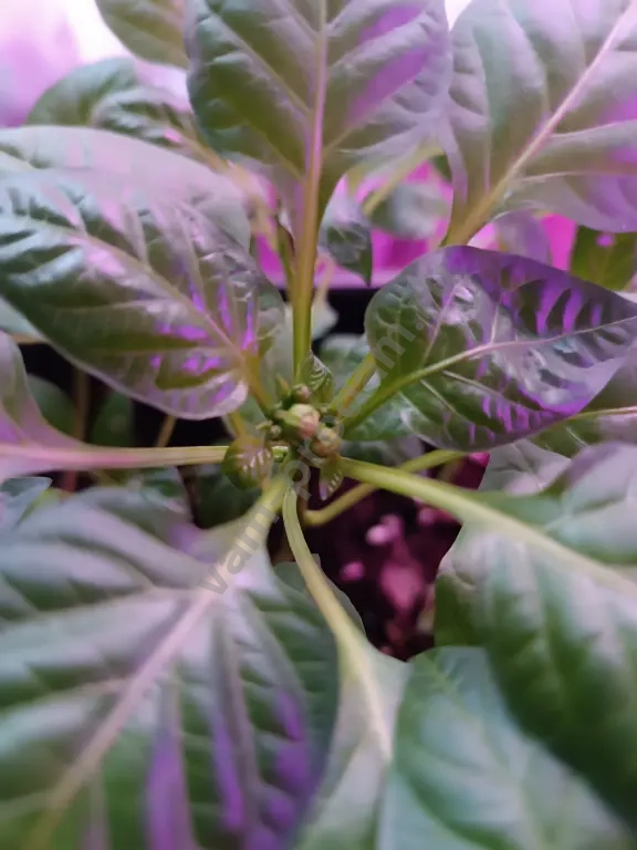 Рассада перца