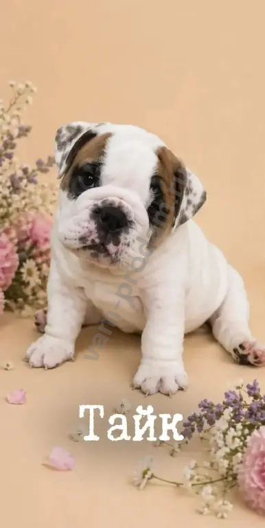 английский бульдог