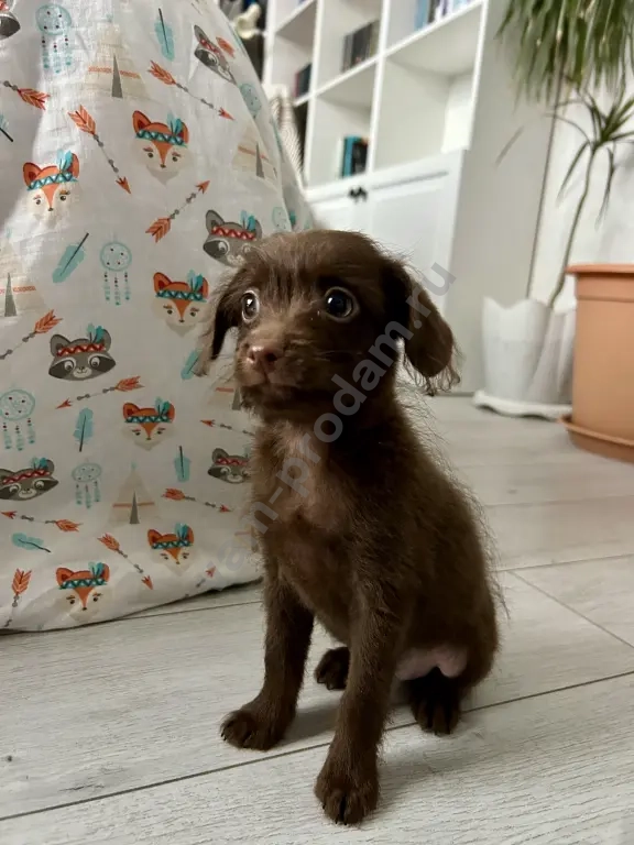 щенки той терьер