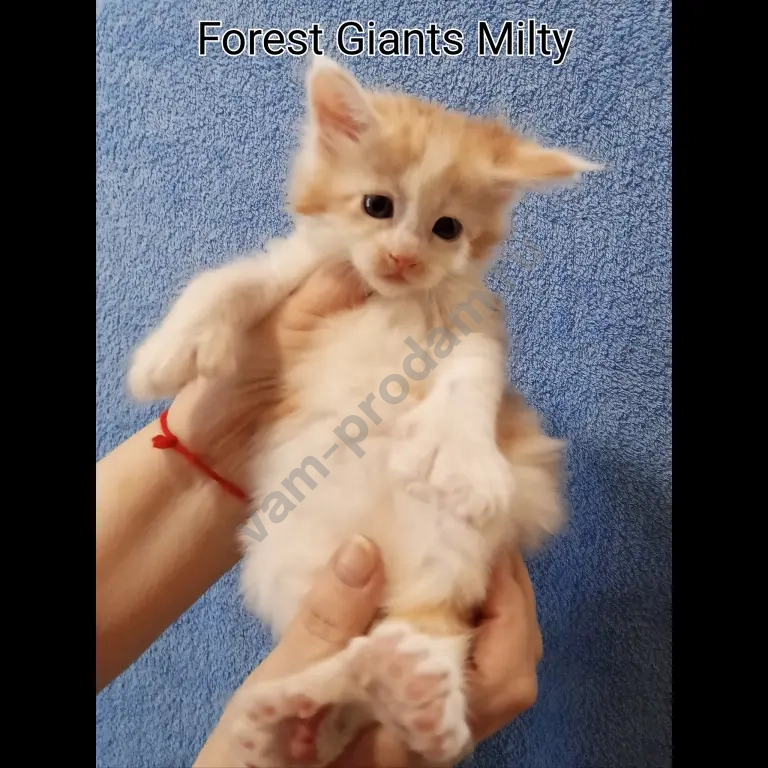 котята мейн-кун полидакт