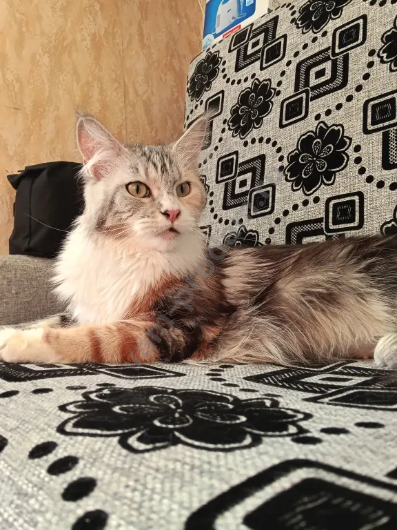 котята мейн-кун полидакт