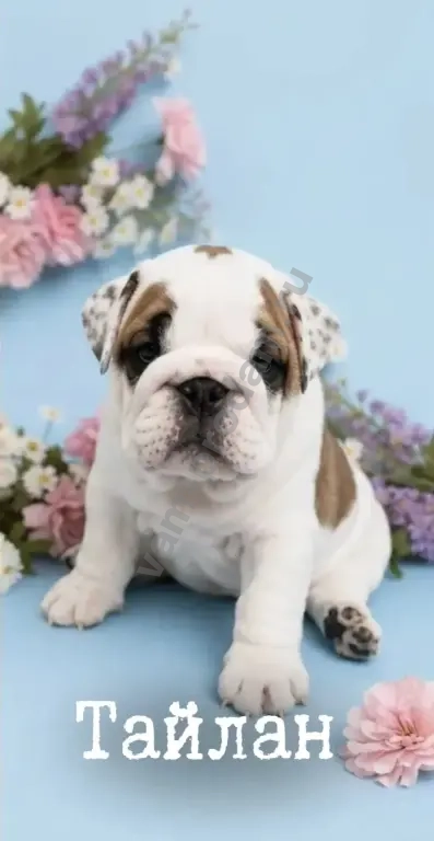 английский бульдог