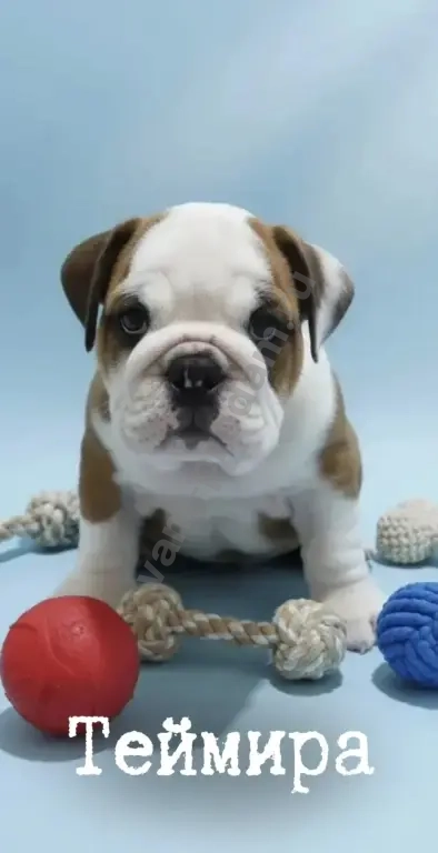 английский бульдог