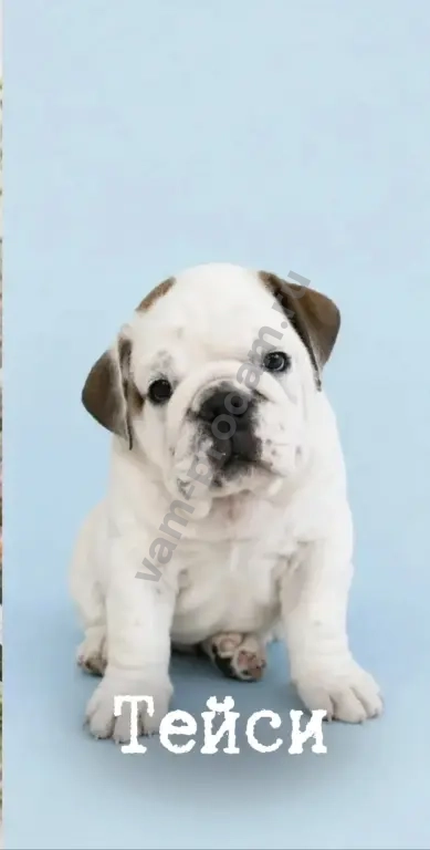 английский бульдог
