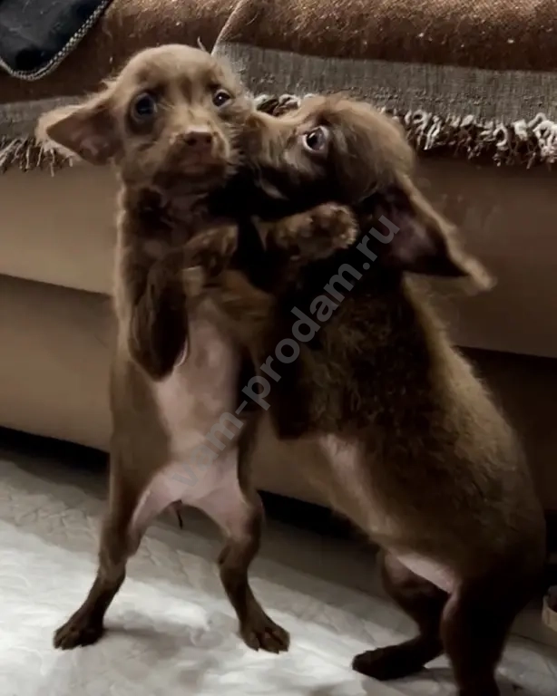 щенки той терьер