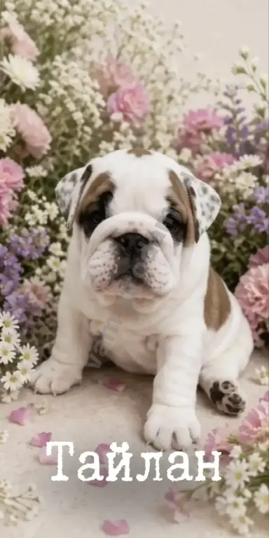 английский бульдог