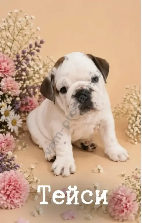 английский бульдог