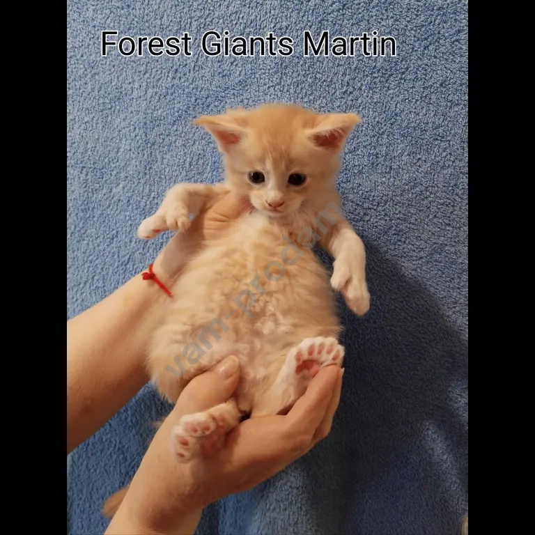 котята мейн-кун полидакт