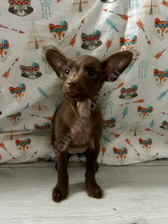 щенки той терьер