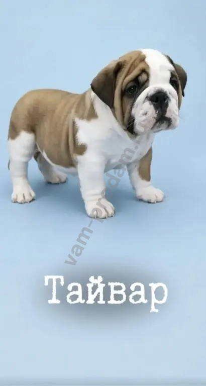 английский бульдог