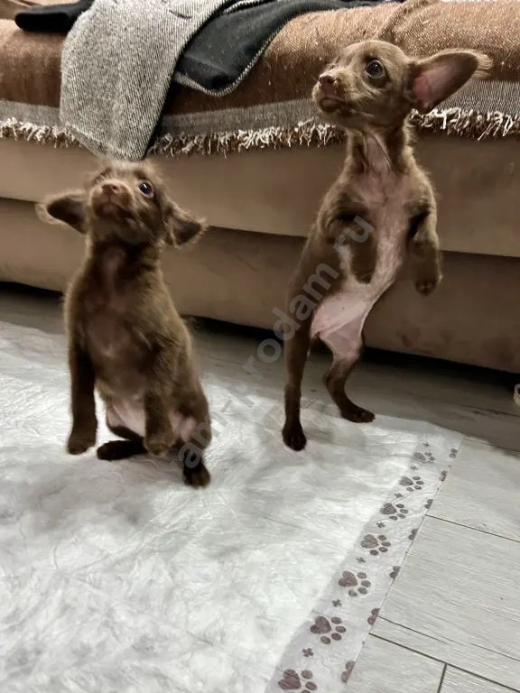 щенки той терьер