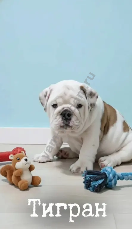 английский бульдог