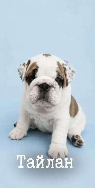 английский бульдог
