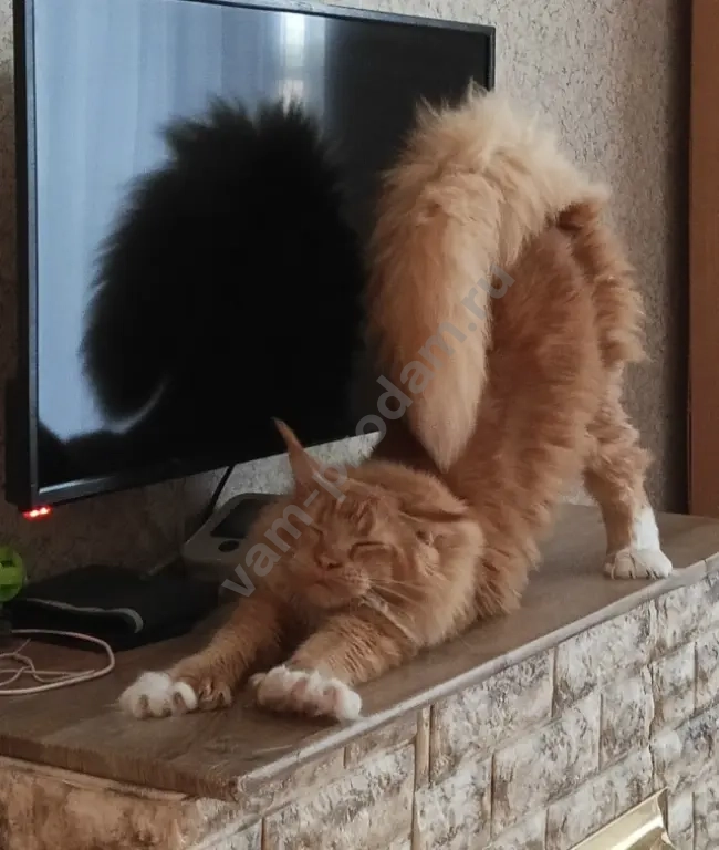 котята мейн-кун полидакт