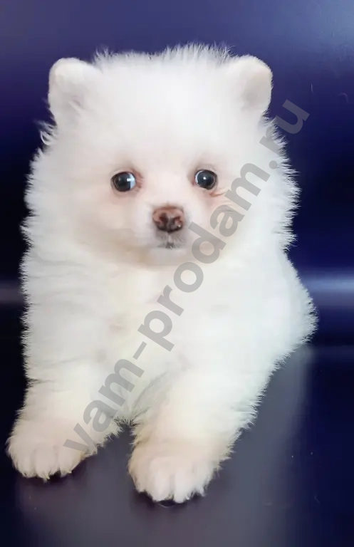 померанский шпиц