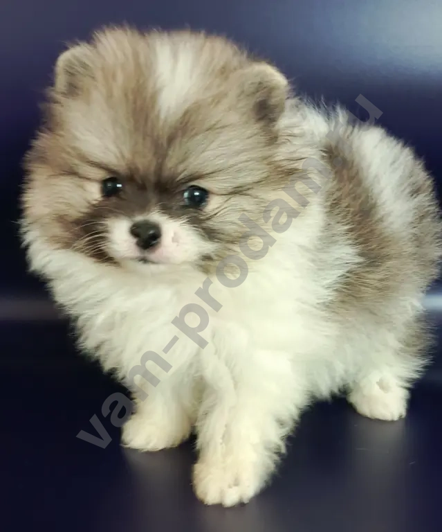 померанский шпиц