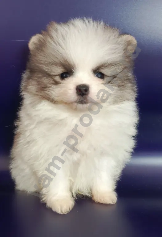 померанский шпиц