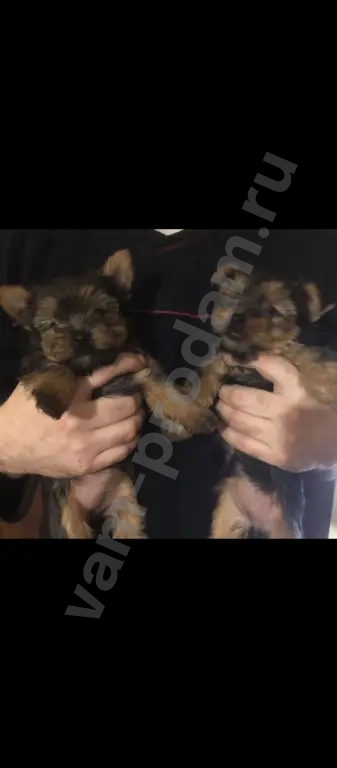 Йоркширский терьер мини