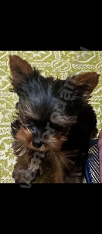 Йоркширский терьер мини