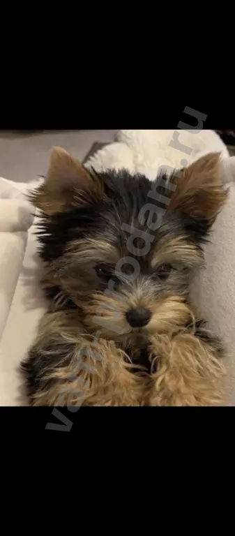 Йоркширский терьер мини