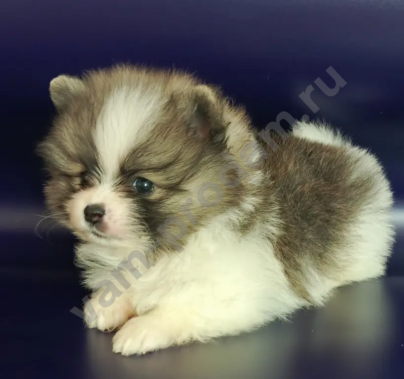 померанский шпиц