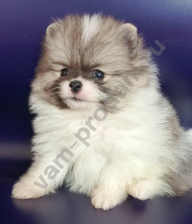 померанский шпиц