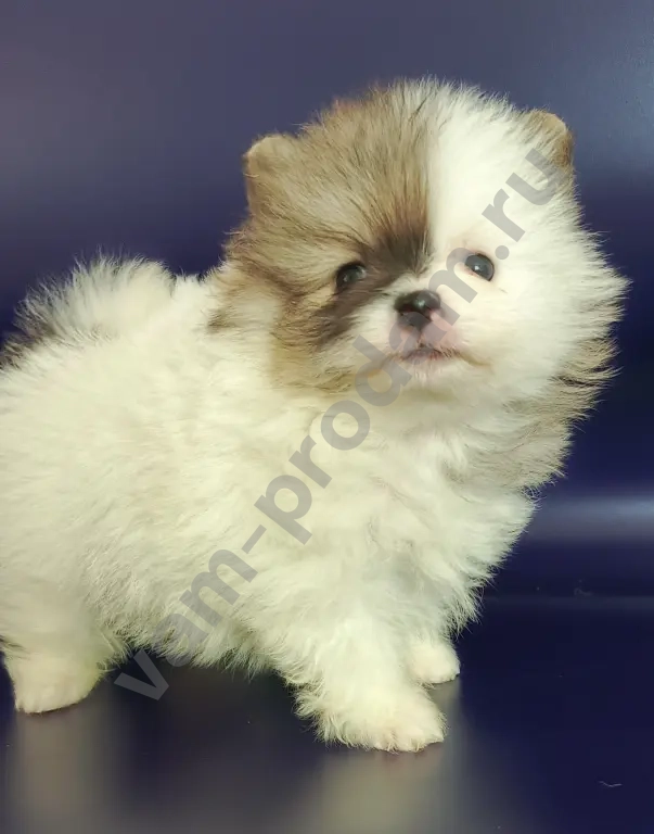 померанский шпиц