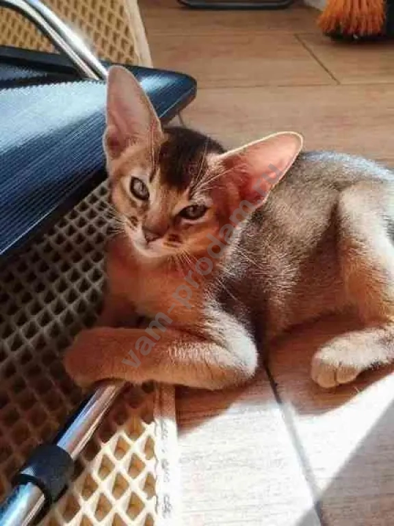 Абиссинский котёнок/ абиссинские котята