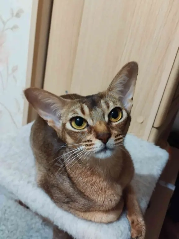 Абиссинский котёнок/ абиссинские котята