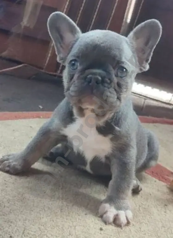 Французский бульдог