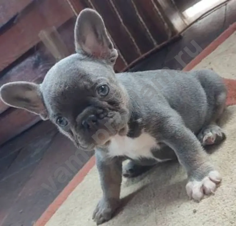 Французский бульдог