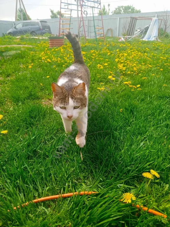Кошка крысоловка