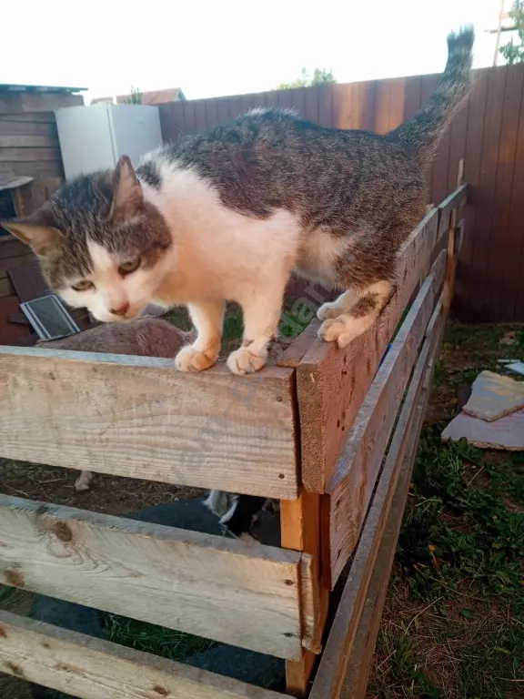 Кошка крысоловка