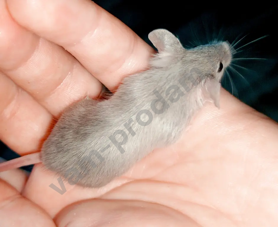 Атласные мышата тексель, рекс, сатин из питомника