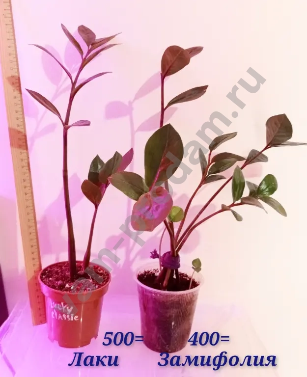 Замиокулькасы