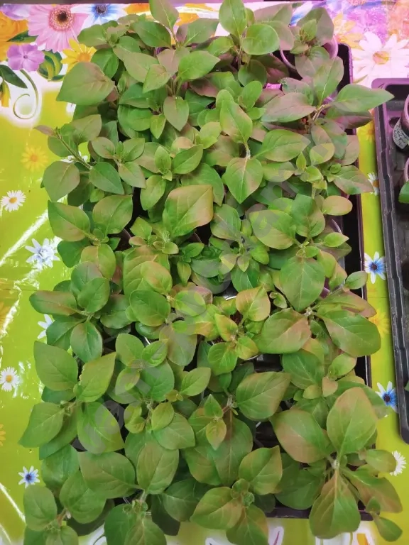 Ампельные питуньи