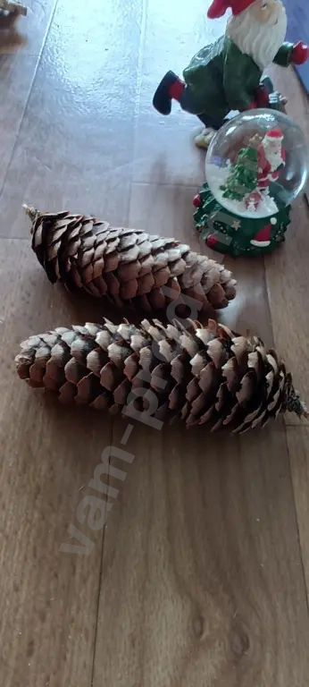 Шишки еловые