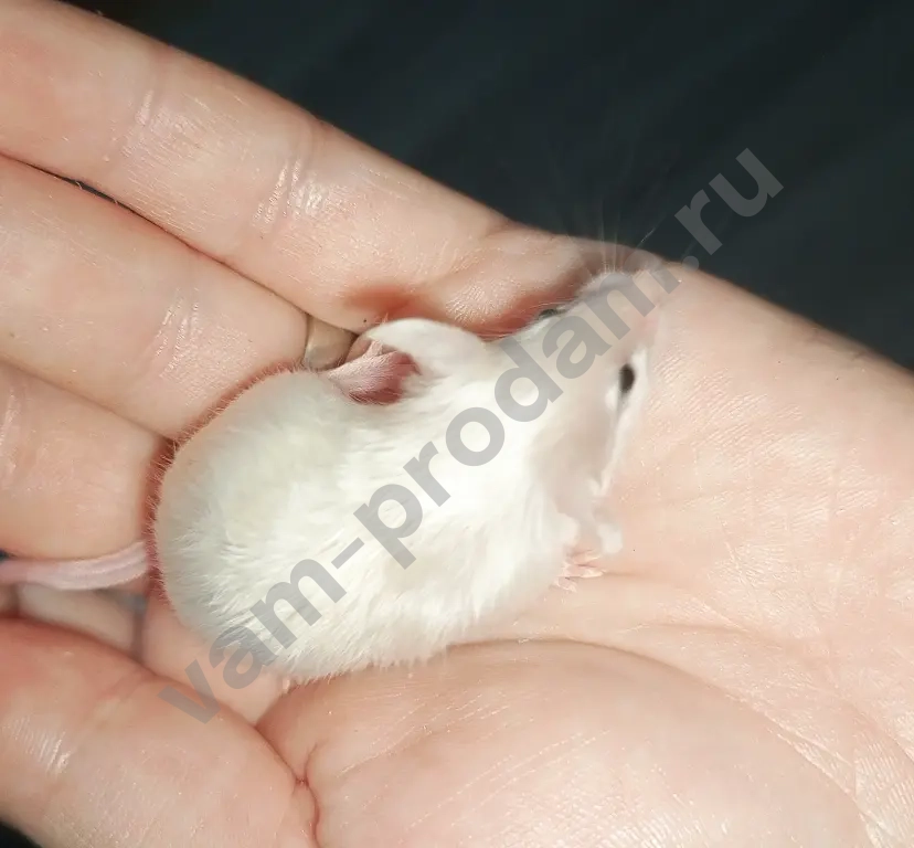 Атласные мышата тексель, рекс, сатин из питомника
