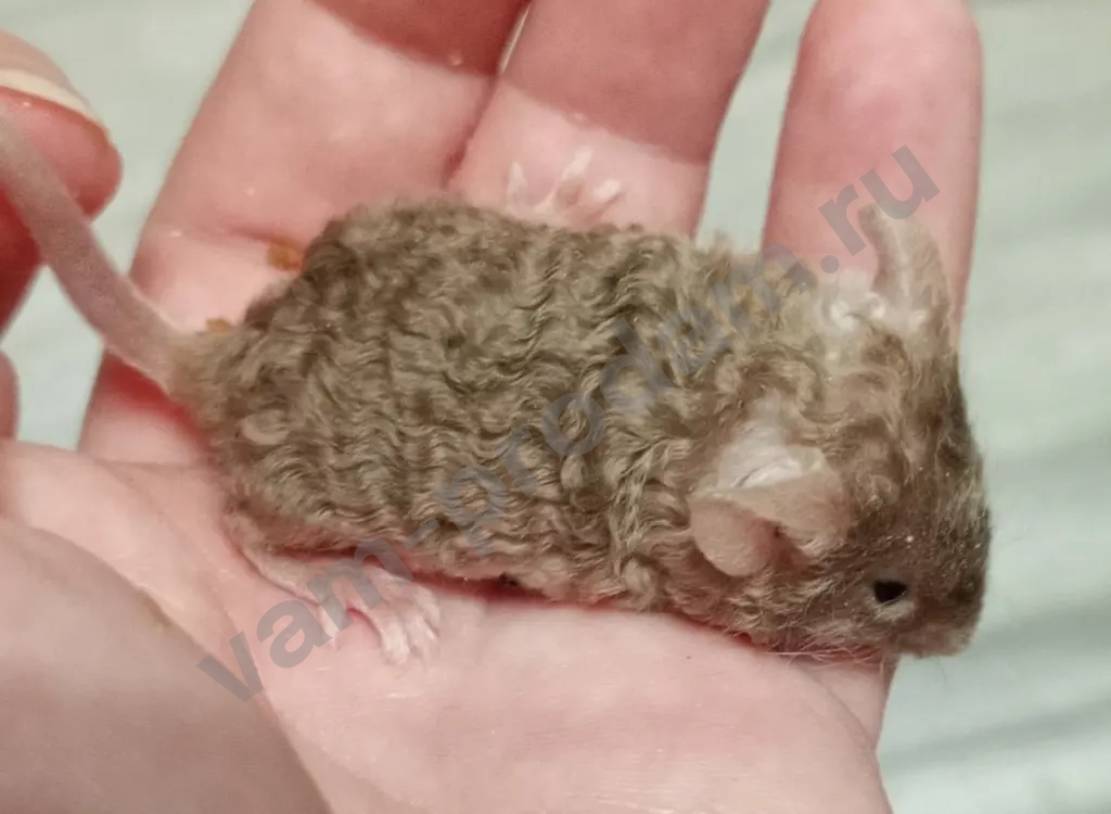 Атласные мышата тексель, рекс, сатин из питомника