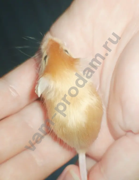 Атласные мышата тексель, рекс, сатин из питомника