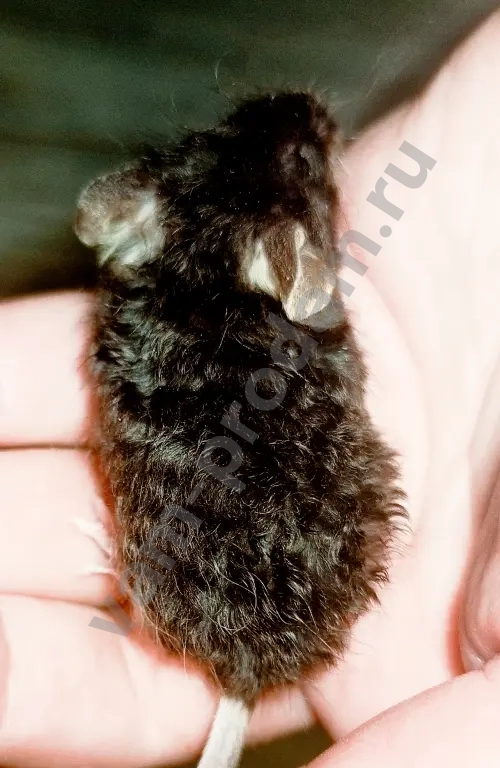 Атласные мышата тексель, рекс, сатин из питомника